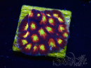 WYSIWYG - RAH Favites Skittles 3G5
