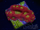 WYSIWYG - RAH Favites Rainbow Skittles