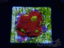 WYSIWYG - RAH Favites Rainbow Skittles 3G9