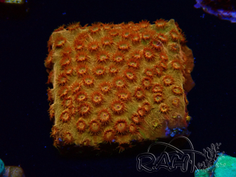 WYSIWYG - BigR Cyphastrea Sunkist 3M1
