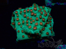 WYSIWYG - WWC Cyphastrea Jingle Bells 3M4