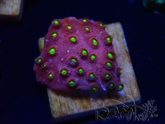 WYSIWYG - CB Cyphastrea Blingbling