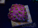 WYSIWYG - CB Cyphastrea Blingbling