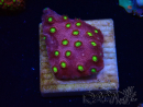WYSIWYG - CB Cyphastrea Blingbling