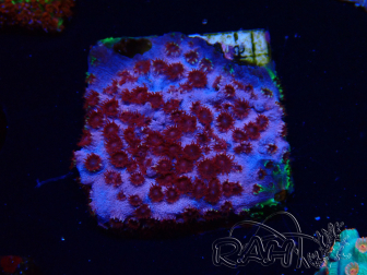 WYSIWYG - BigR Cyphastrea Skittles Bomb