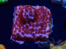 WYSIWYG - BigR Cyphastrea Skittles Bomb 3M12