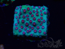 WYSIWYG - Cyphastrea Alien Pox 3N5