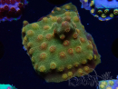 WYSIWYG - Tyree Cyphastrea Red Brick 3N10