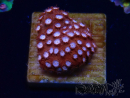 WYSIWYG - RAH Cyphastrea Moon Rocks 3O1