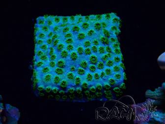 WYSIWYG - RAH Cyphastrea Minefiels