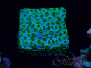 WYSIWYG - RAH Cyphastrea Minefiels