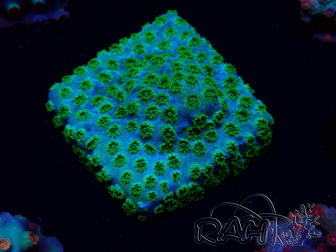 WYSIWYG - RAH Cyphastrea Minefiels 3O6