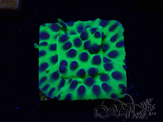 WYSIWYG - JF Cyphastrea PPE 3P1