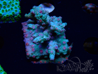 WYSIWYG - RAH Cyphastrea decadia Green 3P7