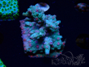 WYSIWYG - RAH Cyphastrea decadia Verde