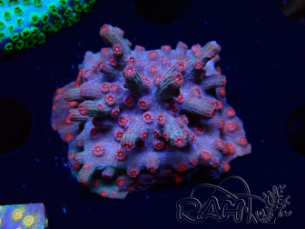 WYSIWYG - RAH Cyphastrea decadia Roja