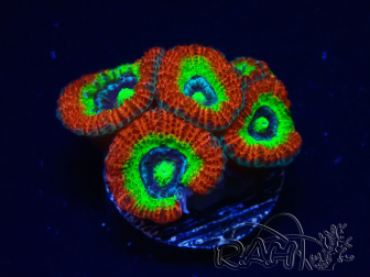 WYSIWYG WWC Holy Grail Micromussa