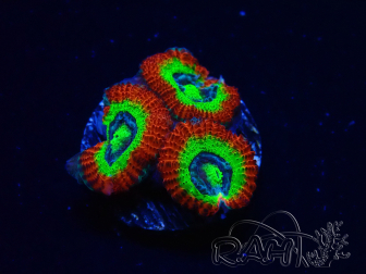 WYSIWYG WWC Holy Grail Micromussa