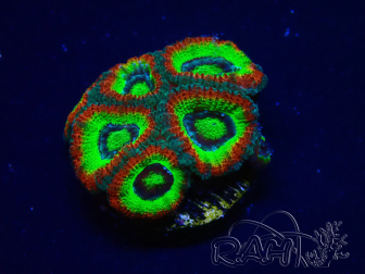 WYSIWYG WWC Holy Grail Micromussa E1