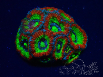 WYSIWYG WWC Holy Grail Micromussa