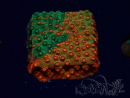 WYSIWYG - RAH Cyphastrea Sunkist Grafted