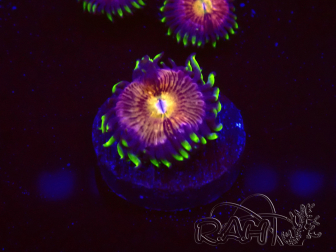 WYSIWYG - WWC Nirvana Palythoa 30D4