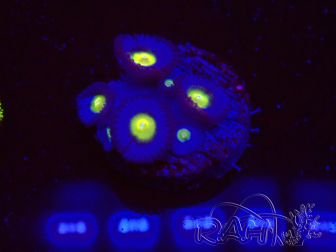 WYSIWYG - WWC Zoanthus AOI 30D10