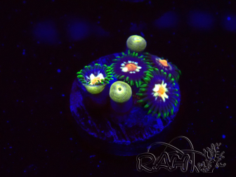 WYSIWYG - JF Zoanthus Stargazer 30F9