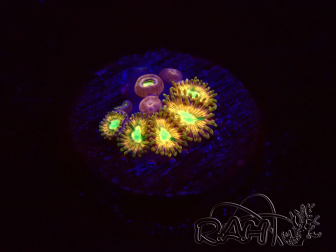 WYSIWYG - RAH Zoanthus Golden Mirage 30F1