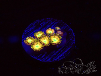WYSIWYG - RAH Zoanthus Golden Mirage