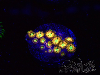 WYSIWYG - RAH Zoanthus Golden Mirage 30F6