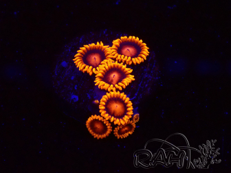 WYSIWYG - Zoanthus Bambam 30G6