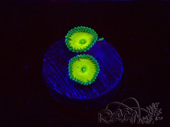 WYSIWYG - RAH Protopalythoa Banana