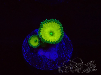 WYSIWYG - RAH Protopalythoa Banana