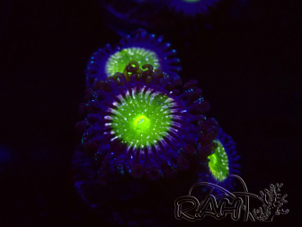 WYSIWYG - Zoanthus Granny Apple Smith 30I9