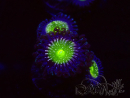 WYSIWYG - Zoanthus Granny Apple Smith 30I9