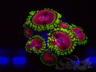 WYSIWYG - Zoanthus Fake Lime Chili 30J4