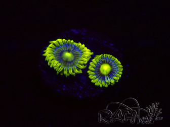 WYSIWYG - Zoanthus Corona 30K3