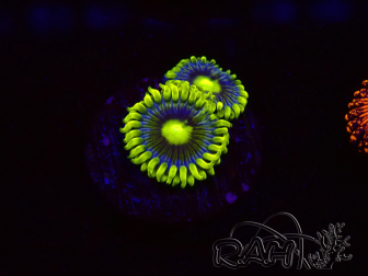 WYSIWYG - Zoanthus Corona 30K4