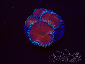 WYSIWYG - Protopalythoa red death 30L1