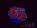WYSIWYG - Protopalythoa red death 30L2