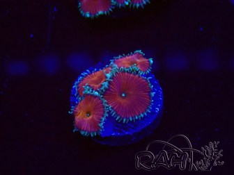 WYSIWYG - Protopalythoa red death 30L4