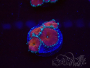 WYSIWYG - Protopalythoa red death 30L4