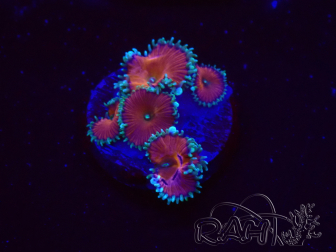 WYSIWYG - Protopalythoa red death 30L6
