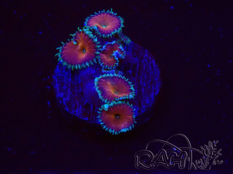 WYSIWYG - Protopalythoa red death 30L8