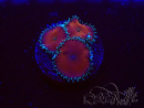 WYSIWYG - Protopalythoa red death 30L10