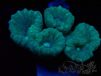 WYSIWYG Caulastrea furcata Grey/Blue 12N1