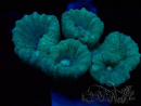 WYSIWYG Caulastrea furcata Gris/Azul