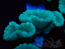 WYSIWYG Caulastrea furcata Grey/Blue 12N2