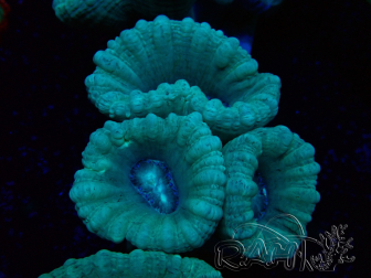 WYSIWYG Caulastrea furcata Grey/Blue